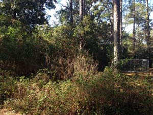 Southern Land Services: Brush Removal, Brush Mulching and Dirt Grading in Bainbridge. Call today - (229) 378-4014