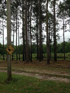 Southern Land Services: Brush Removal, Brush Mulching and Dirt Grading in Bainbridge. Call today - (229) 378-4014